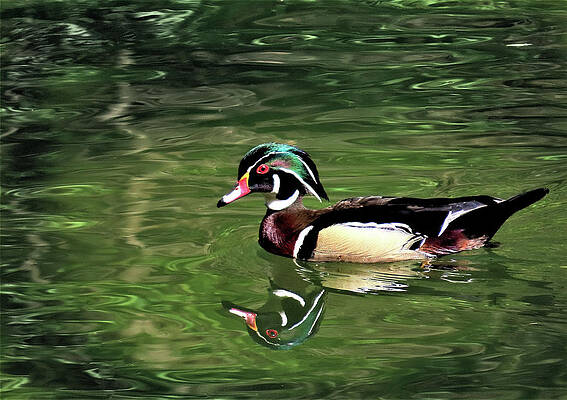 Wood Duck on Wissahickon Creek by Linda Stern Wood Duck on Wissahickon Creek by Linda Stern