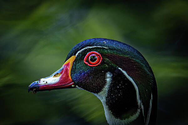 Wall Art - Photograph - Wood Duck Profile Portrait by Tim Lyden