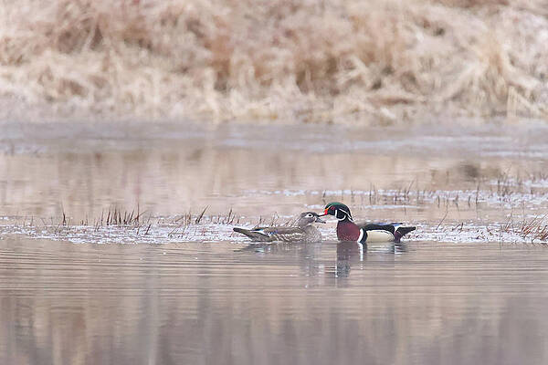 Wood Ducks by Brook Burling Wood Ducks by Brook Burling