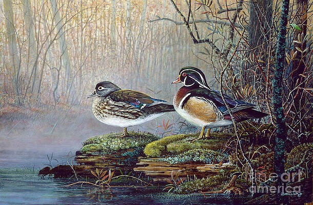 wood ducks by Scott Zoellick wood ducks by Scott Zoellick