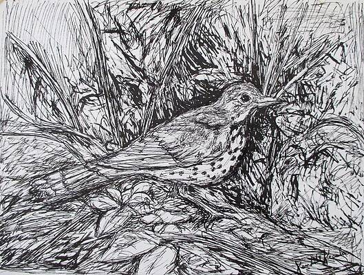 Wall Art - Drawing - Wood Thrush by Kendall Kessler