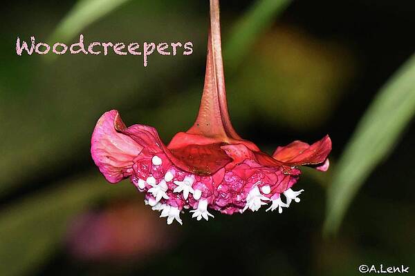 Woodcreeper Title Slide by Alan Lenk Woodcreeper Title Slide by Alan Lenk
