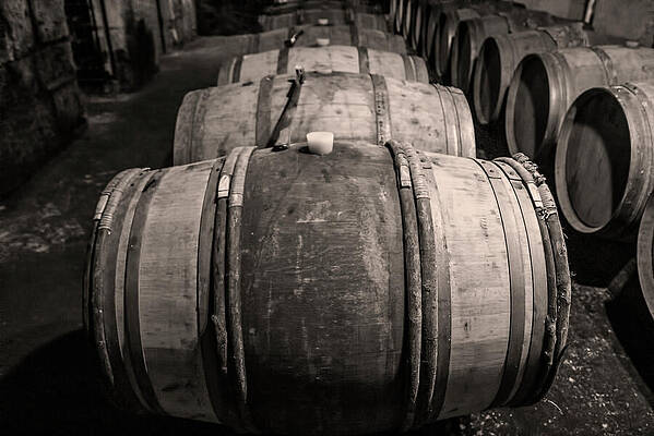Wooden Barrels in a Wine Cellar - Sepia by Georgia Fowler Wooden Barrels in a Wine Cellar - Sepia by Georgia Fowler