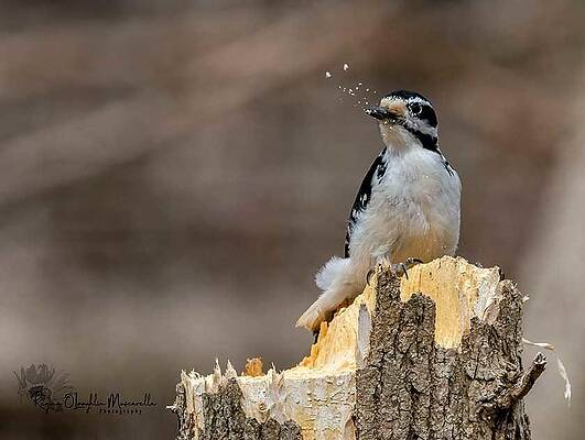 Woodpecker's Lunch by Regina Muscarella Woodpecker's Lunch by Regina Muscarella