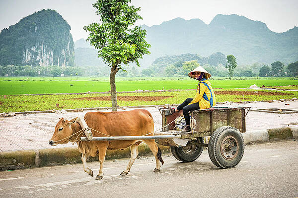 Working In Ninh Binh by Marla Brown Working In Ninh Binh by Marla Brown