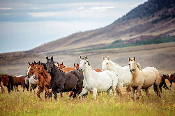 Wyoming Wild by Phyllis Burchett Wyoming Wild by Phyllis Burchett