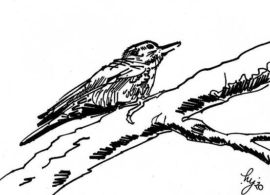 Xenops bird illustration black and white drawing by Mike Jory Xenops bird illustration black and white drawing by Mike Jory