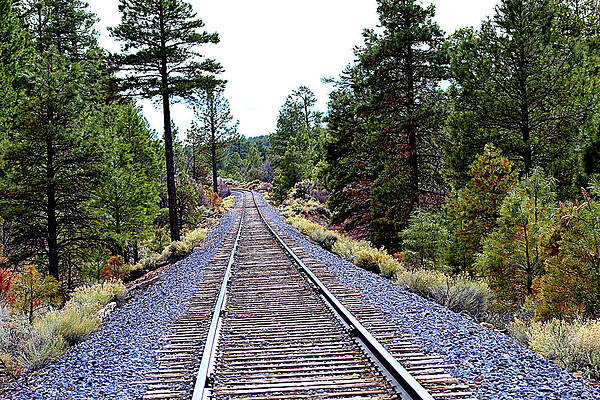 TRACKS IN KAIBAB NATIONAL FOREST by G Berry TRACKS IN KAIBAB NATIONAL FOREST by G Berry