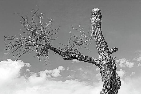 Wall Art - Photograph - Y To The Sky-001-M by David Allen Pierson