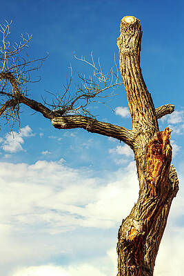 Wall Art - Photograph - Y To The Sky-002-C by David Allen Pierson