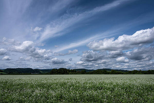 Yamhill Spring by Steven Clark Yamhill Spring by Steven Clark