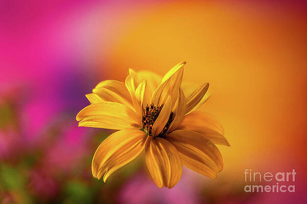 Yellow Bidens Flower by Adrian Evans Yellow Bidens Flower by Adrian Evans