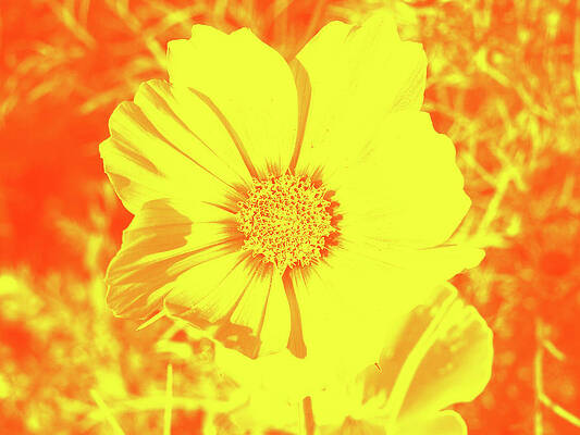 Wall Art - Digital Art - Yellow Flower On Orange by David Desautel