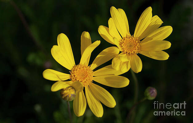 Yellow Flowers by James Moore Yellow Flowers by James Moore