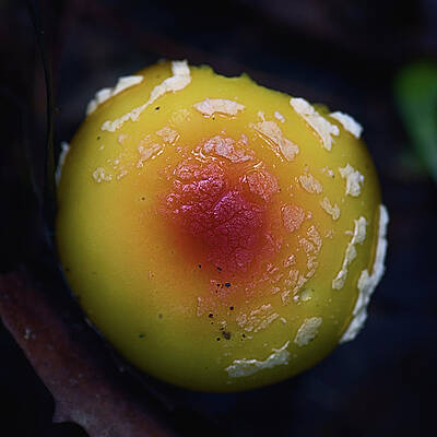 Wall Art - Photograph -  Yellow Fly Agaric Egg  by Sue Capuano