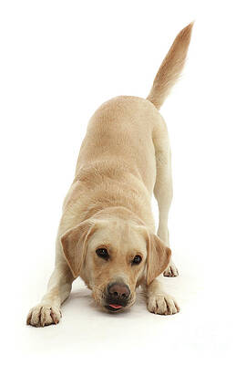 Yellow Goldidor Retriever in playbow by Warren Photographic Yellow Goldidor Retriever in playbow by Warren Photographic