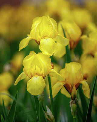 Yellow Iris by Allin Sorenson Yellow Iris by Allin Sorenson