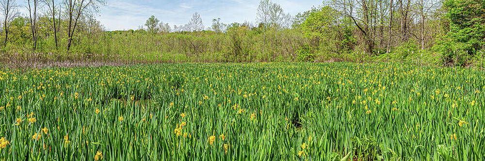 Wall Art - Photograph - Yellow Iris Field Panoramic by Dale Kincaid