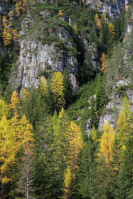 Yellow larches trees glowing on the edge of the rocky mountain. Dolomite alps, autumn landscape Italy by Michalakis Ppalis Yellow larches trees glowing on the edge of the rocky mountain. Dolomite alps, autumn landscape Italy by Michalakis Ppalis