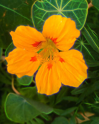 Yellow flower in a garden by Cordia Murphy Yellow flower in a garden by Cordia Murphy