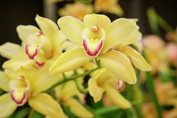Wall Art - Photograph - Yellow Orchids by Jay Heifetz