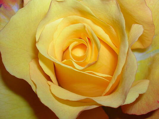Wall Art - Photograph - Yellow Queen Closeup by Caritas Creation