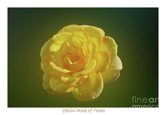 Yellow Rose of Texas by Carol Eliassen Yellow Rose of Texas by Carol Eliassen