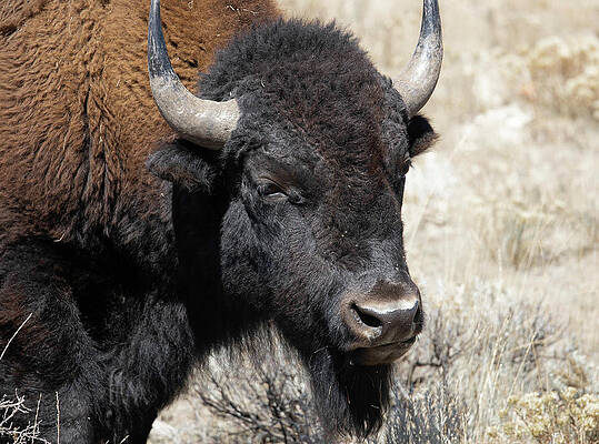 Yellowstone Bison by Lisa Abbott Yellowstone Bison by Lisa Abbott