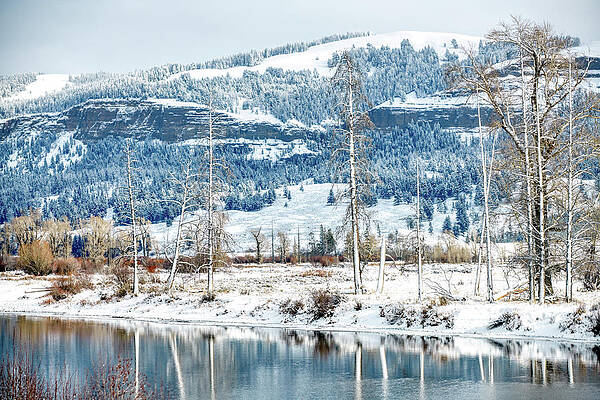 Yellowstone Tree Relflections by Paul Freidlund Yellowstone Tree Relflections by Paul Freidlund