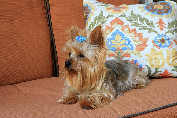 Wall Art - Photograph - Yorkie on orange chaise 2 by Dawn Richards