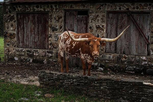 Wall Art - Photograph - You Lookin At Me by Patrick Steger