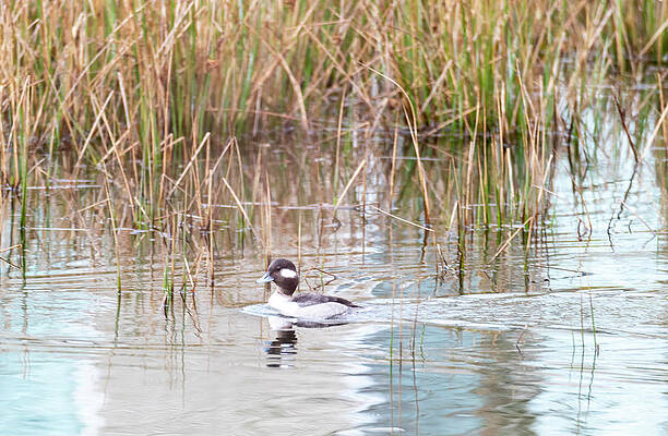 Young Bufflehead by Michael Lowell Young Bufflehead by Michael Lowell