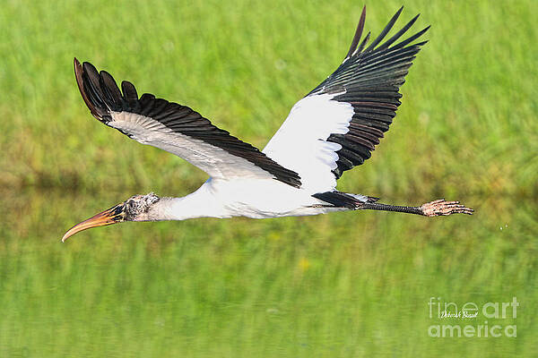 Young Wood Stork by Deborah Benoit Young Wood Stork by Deborah Benoit