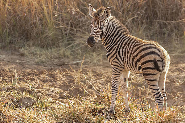Young Zebra by MaryJane Sesto Young Zebra by MaryJane Sesto