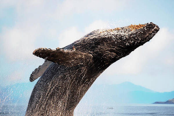 Your Strength - Whale Art by Jordan Blackstone Your Strength - Whale Art by Jordan Blackstone