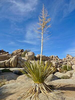 Yucca Joshua Tree National Park by Amelia Racca Yucca Joshua Tree National Park by Amelia Racca