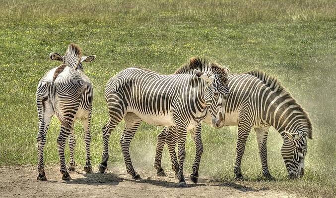 Zebras by David Armstrong Zebras by David Armstrong