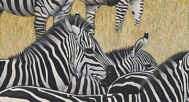 Zebra's by Russell Hinckley Zebra's by Russell Hinckley