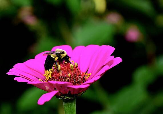 Zeroing in on a zinnia by Lynn Hunt Zeroing in on a zinnia by Lynn Hunt