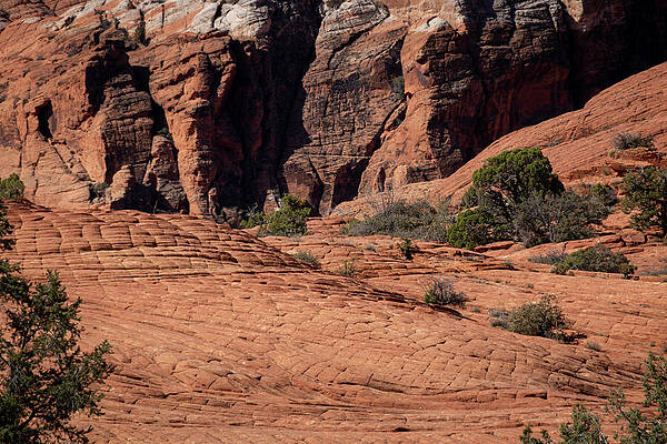 Wall Art - Photograph - Zion_9880 by Linda Triplett