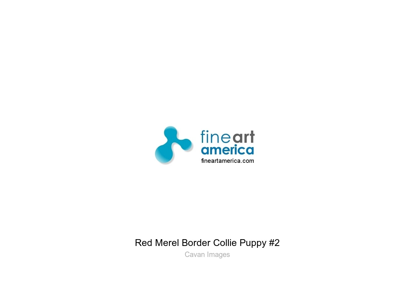 Red Merle Border Collie Puppy #1 Art Print by Cavan Images - Fine Art  America