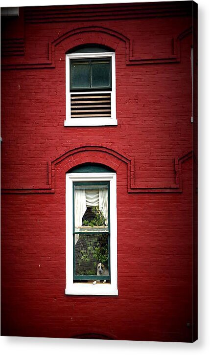Dog Acrylic Print featuring the photograph Doggie in the Window by Laurie Perry