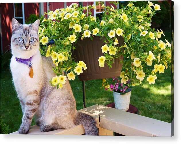 Kitty-cat And Yellow Flowers! Acrylic Print featuring the photograph Biskit by Elaine Franklin