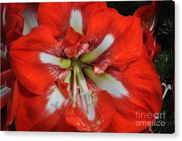 Flowers Acrylic Print featuring the photograph Crimson by Nona Kumah
