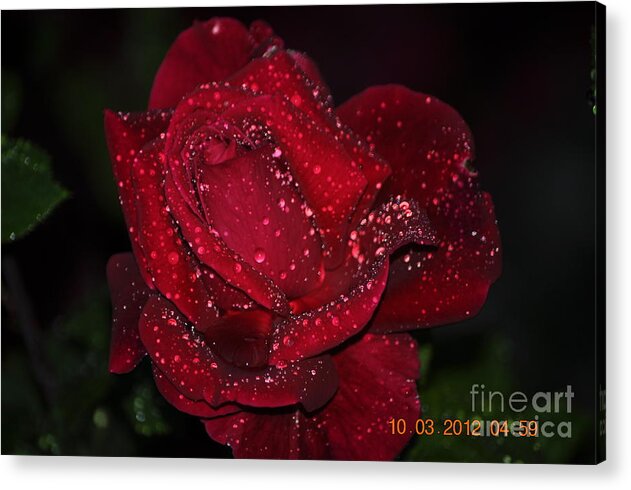 Roardenses Dew Acrylic Print featuring the photograph Dew by Nona Kumah