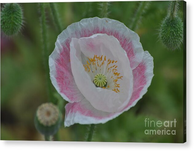 Poppy Acrylic Print featuring the photograph Pink and White Oriental Poppy by Nona Kumah
