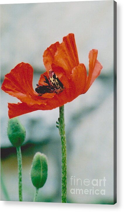 Poppy Acrylic Print featuring the photograph Poppy - 1 by Jackie Mueller-Jones
