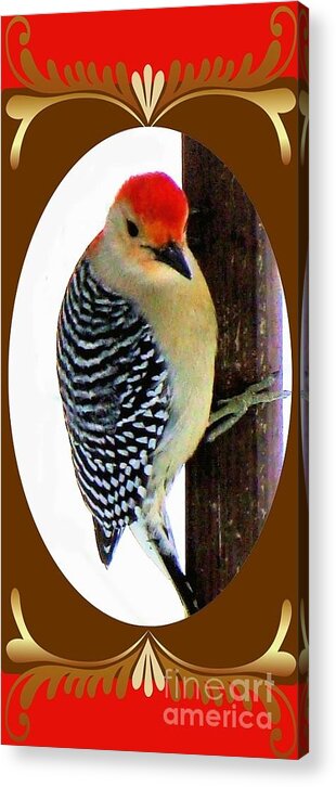 Red-belled Acrylic Print featuring the photograph Red-Bellied Woodpecker Framed by Janette Boyd