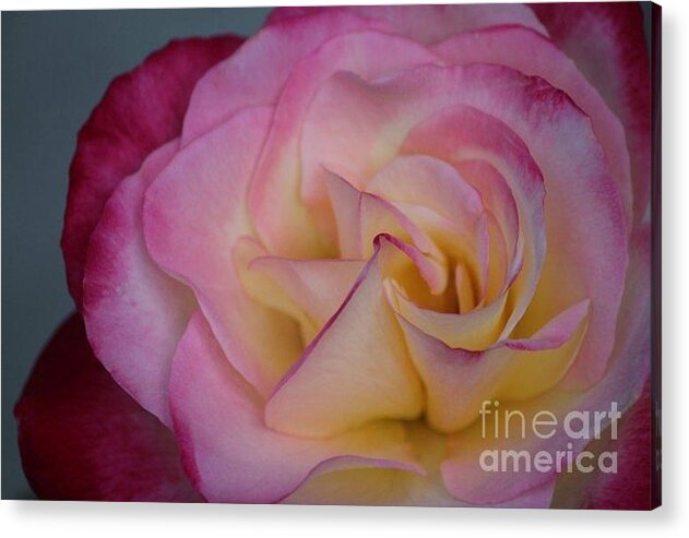 Rose Acrylic Print featuring the photograph Rose by Deena Withycombe