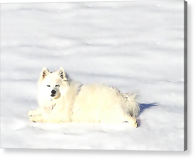 Digital Photography Acrylic Print featuring the photograph Snow Baby by Linda N La Rose